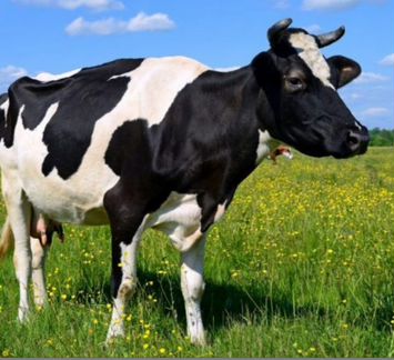 Корова и первотелка с теленком