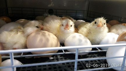 Продаю цыплят домашних