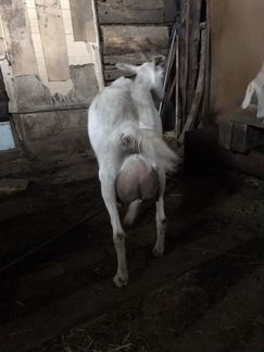 Продам коз заанинской породы