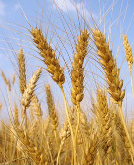 Продается пшеница, тонн 25. С поля,из под бункера