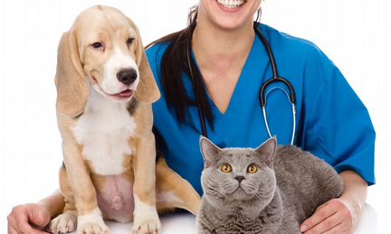 Ветеринарная помощь на дому