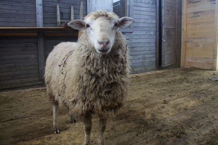 Овцы и бараны, Романовской и Карачаевской породы
