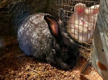 Кролики и клетки для них