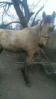 Лошадь (жеребец Булан)