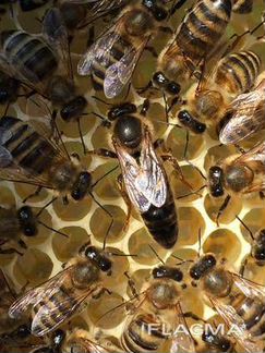 Пчеломаток породы Карпатка из Закарпатья продам