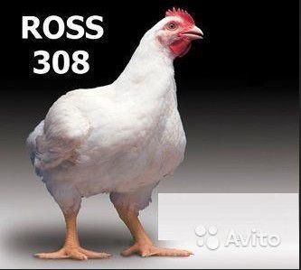 Яйцо инкубационное Росс-308
