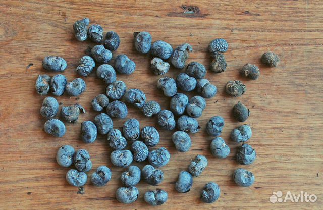 Трахикарпус Форчуна, семена