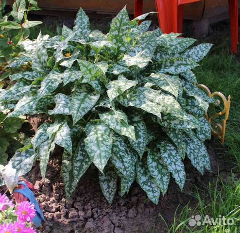 Многолетники для сада