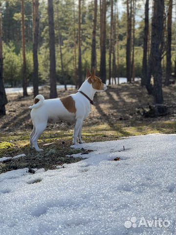 Вязка амертой (американский той-фокстерьер