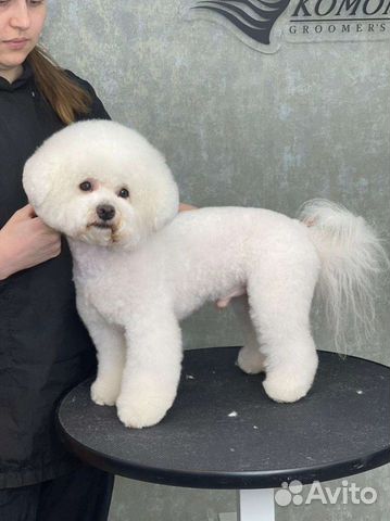 Бишон фризе кобель для вязки