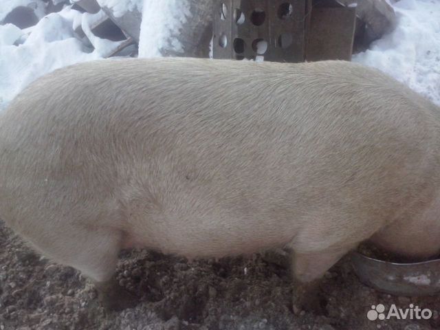 Поросята. Свиньи купить на Зозу.ру - фотография № 3