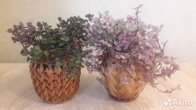 Традисканции : каллизия, зебрина, рэо, гибискус