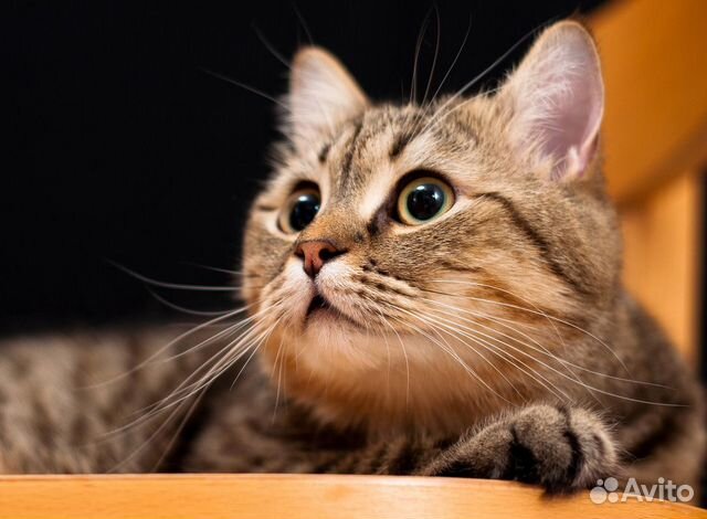 Зоо гостиница 