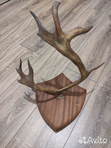 Продам рога оленя