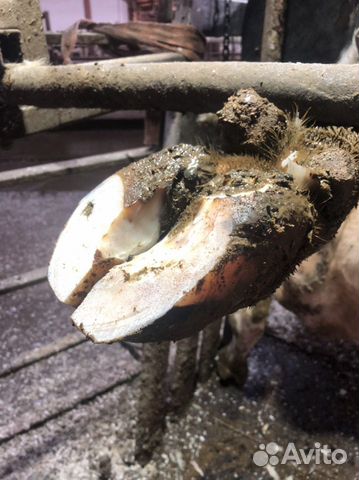 Обработка копыт обрезка копыт стрижка копыт