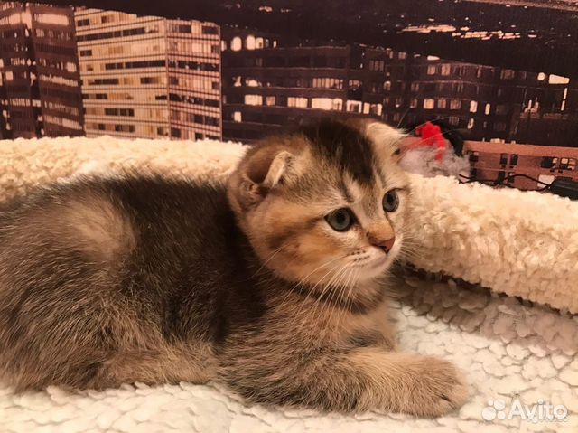 Элитный шотландский котик