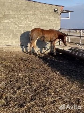 Владимирский тяжеловоз