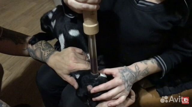 Обезроживание козлят