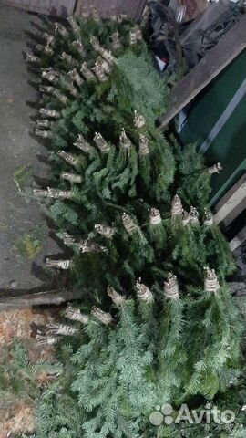 Веники пихтовые, всегда свежие и хорошие для бани