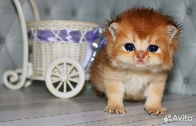 Котята золотая британская шиншилла ay, ny