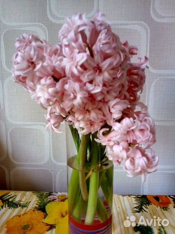 Луковицы гиацинтов