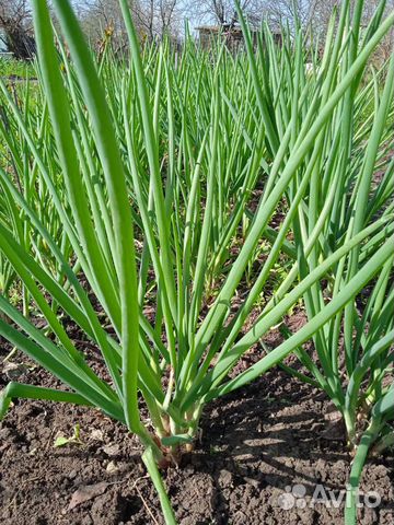 Полезная зелень