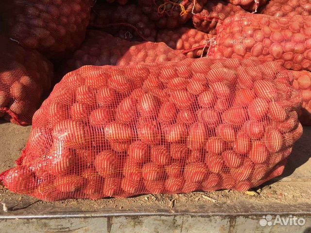 Картофель на посадку