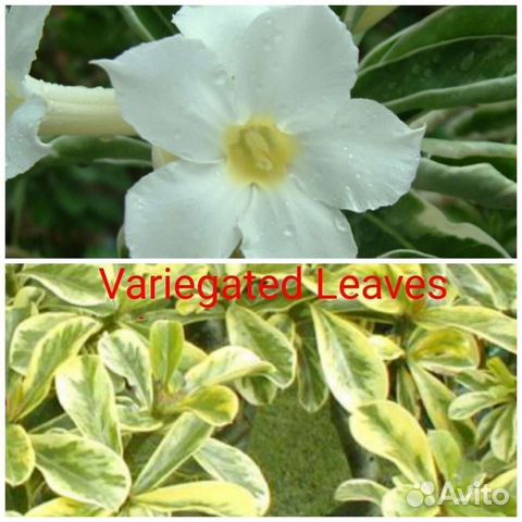 Адениум цветёт яркий, крупный цветок