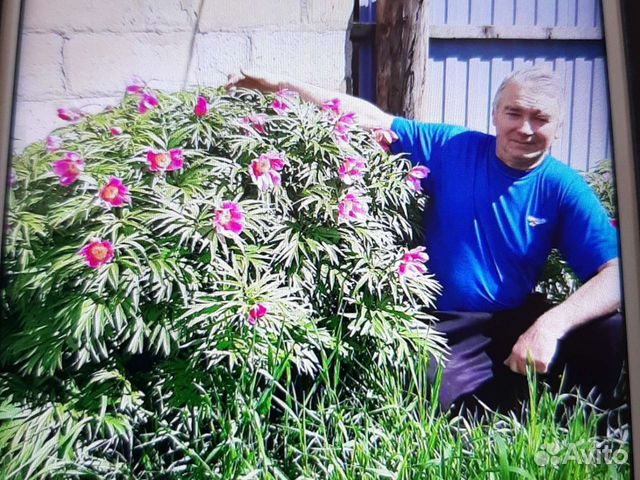 Пион марьин корень