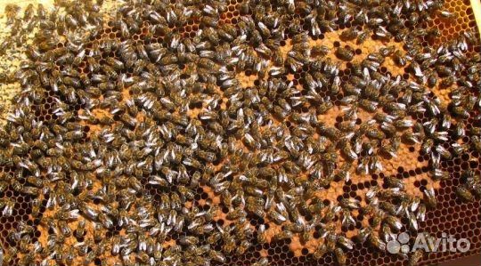 Продаю Пчела Пакеты купить на Зозу.ру - фотография № 1