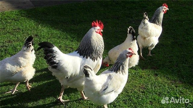 Цыплята, перепелята и другие породистые птицы