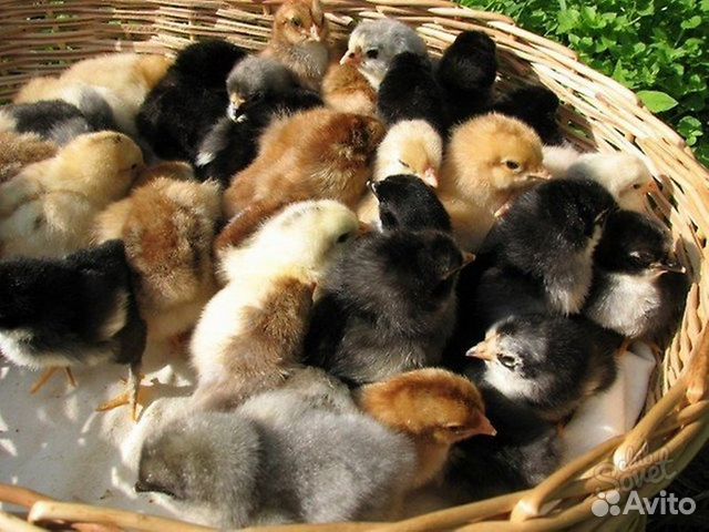 Суточные и подрощенные индюшата, гусята, цыплята купить на Зозу.ру - фотография № 2