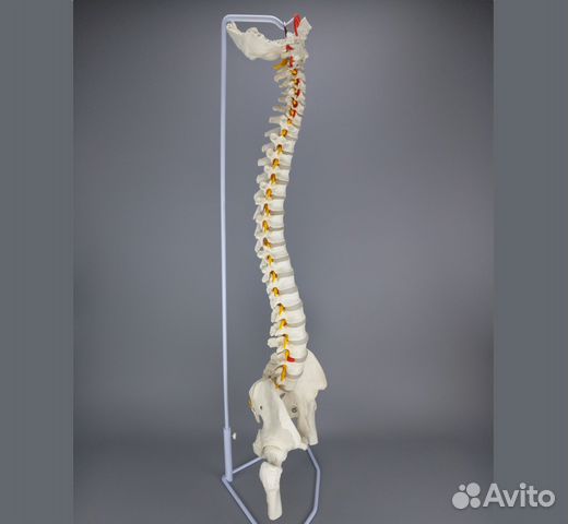 Модель позвоночника с тазом и головками бедренных Модель позвоночника с тазом и головками бедренных