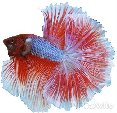 Купить Рыбку Петушок В Москве