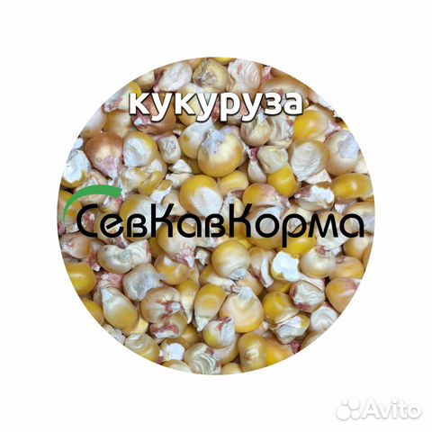 Авито кбр семена. Продажные семечки продовольственные на авито минска белоруссии. Кукуруза в мешках. Рассада. Авито кбр семена.