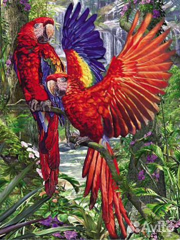 Попугаи Ара бархатные Германия(собранный пазл)