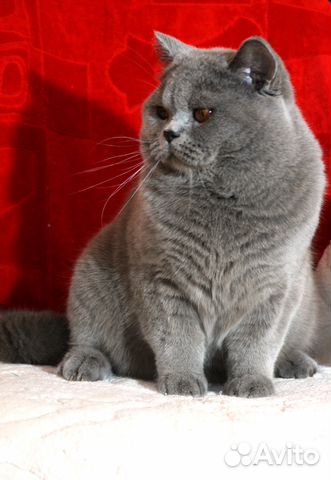 Коты на вязку и продажа котят купить на Зозу.ру - фотография № 3