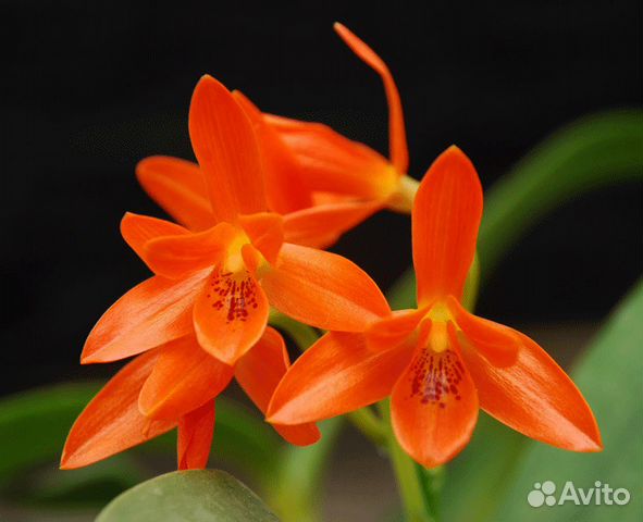 Орхидея Guarianthe aurantiaca