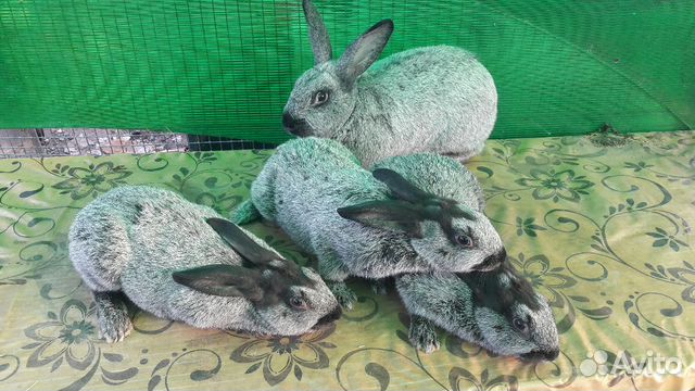 Кролики породы Серебро купить на Зозу.ру - фотография № 2