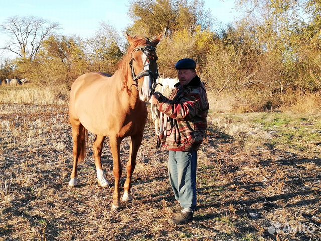Лошадь, 6 лет купить на Зозу.ру - фотография № 3