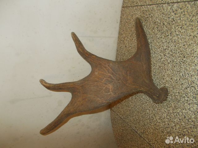 Коллекция рогов животных