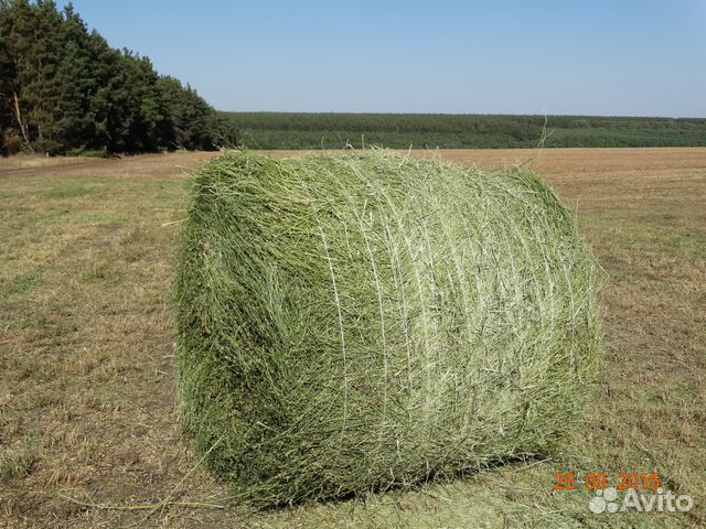 сено 2022. кто продаёт сено в рулонах с доставкой в апастовский района 2023 года. хто. сено 2022. сено луговое в рулонах 300кг.