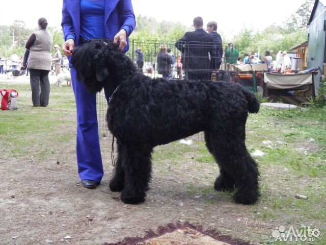 Собачий пух, собачья шерсть