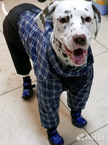 Одежда и обувь для собак любых размеров