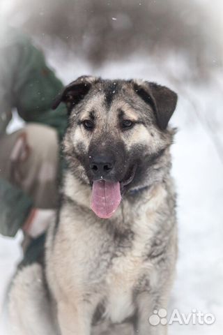 Метис кавказской овчарки, щенок