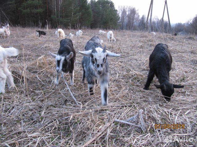 Альпийский козел на племя купить на Зозу.ру - фотография № 5