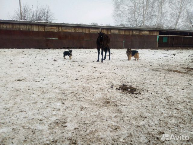 Лошади,жеребята купить на Зозу.ру - фотография № 2