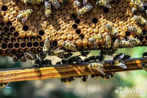 Пчёлы (пчелопакеты, семьи, матки) купить на Зозу.ру - фотография № 1