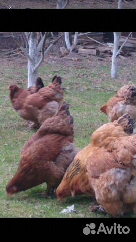 Продаем инкубационные яйца и цыплят, породы Брама купить на Зозу.ру - фотография № 4