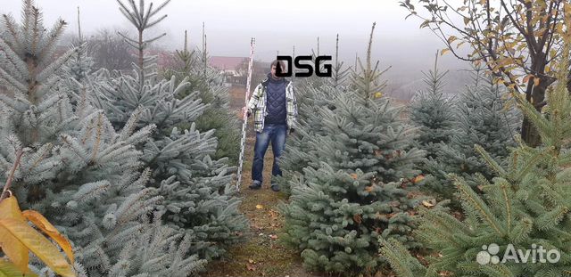 Саженцы Ель голубая Саженцы Ель голубая